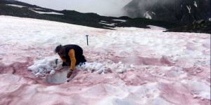 'Sang des glaciers' : le mystère autour de la neige rouge dans les Alpes enfin levé ?