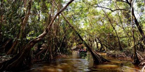 Les mangroves, un puits de carbone menacé