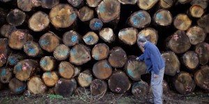 Climat : le chauffage au bois est-il écologique ?