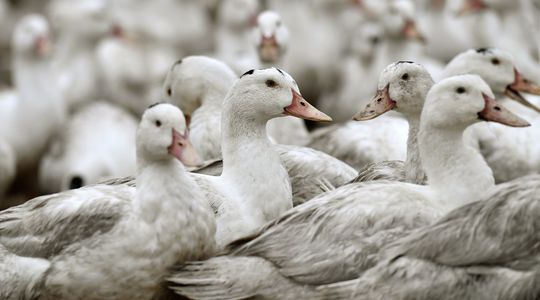 Grippe aviaire : quelles solutions pour limiter l'abattage des animaux ?