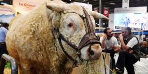 Salon de l'agriculture : les vaches sans le méthane, c'est possible ?