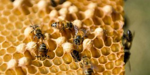L'abeille et le savant, une fable sur la méthode scientifique