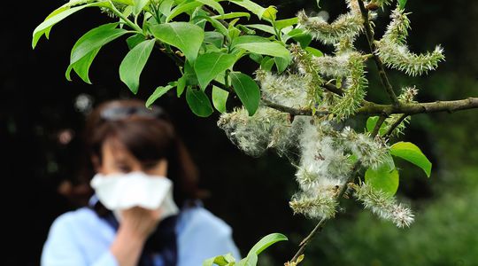 Allergies : demain, serons-nous tous 'victimes' du pollen ?