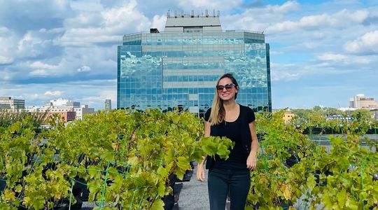 Des vignes sur les toits de Montréal, ou comment démocratiser l'agriculture urbaine