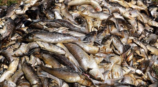 Asphyxie, maladies... Le réchauffement climatique décime aussi les poissons d'eau douce