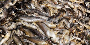Asphyxie, maladies... Le réchauffement climatique décime aussi les poissons d'eau douce