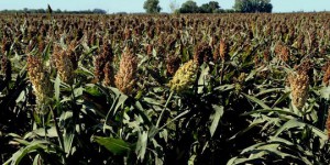 Sécheresse : la France doit-elle se mettre à planter massivement du sorgho ?