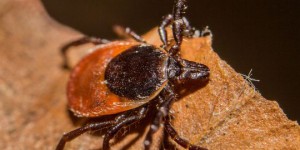 Tiques et maladie de Lyme : les raisons de la prolifération des cas
