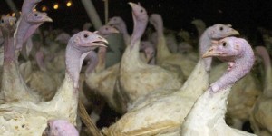 'Le virus change tout le temps' : la grippe aviaire met au défi les scientifiques