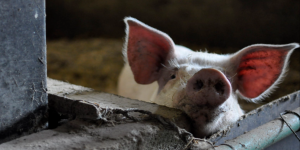 
    Chez Henri, Breton heureux au milieu de ses 120 cochons bio  