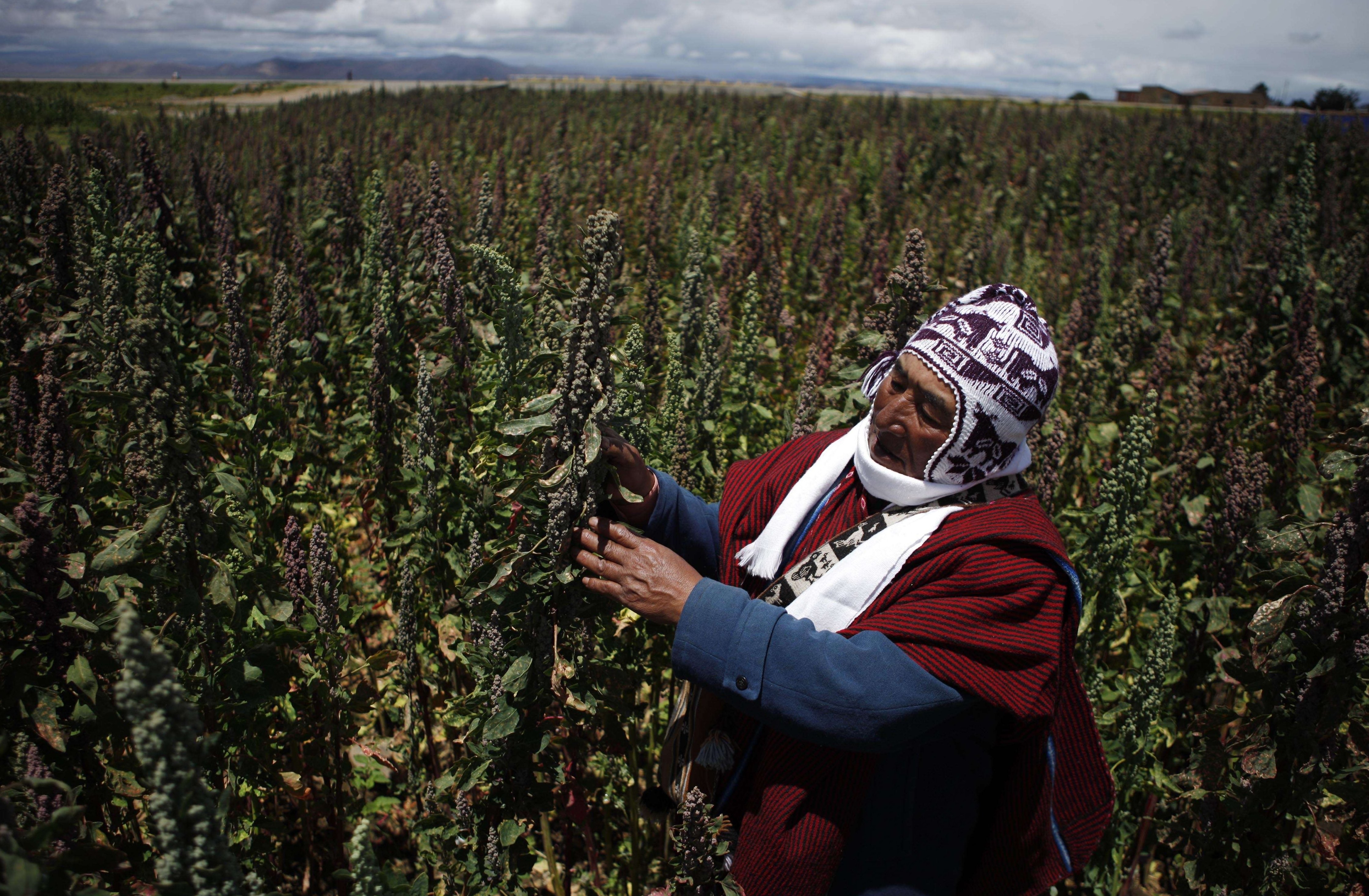 
    Le quinoa cartonne mais ne fait pas le bonheur des paysans andins  