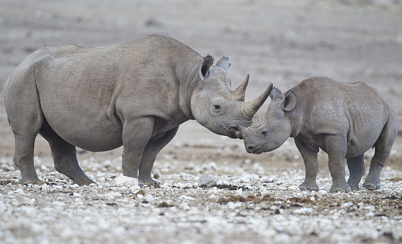 
    Le rhinocéros noir d’Afrique a disparu ? C’est plus compliqué que ça  