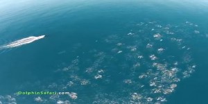 
    Les drones, c’est parfois sympa : vol au-dessus d’un banc de dauphins  