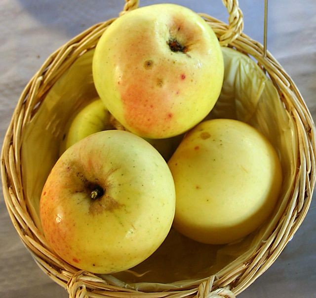 
    Une pomme de 1950 équivaut à 100 pommes d’aujourd’hui  