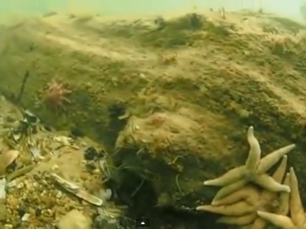 
    Une plongeuse découvre une forêt sous-marine vieille de 10 000 ans  