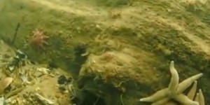 
    Une plongeuse découvre une forêt sous-marine vieille de 10 000 ans  