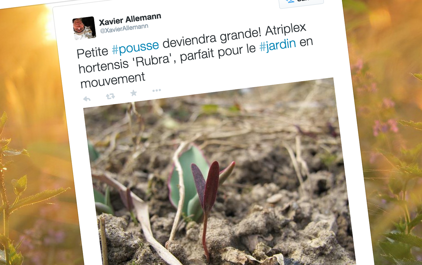 
    Belles plantes et semis fertiles : notre liste de comptes Twitter pour jardiner  