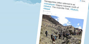 
    La course au « Viagra de l’Himalaya » a commencé au Népal  