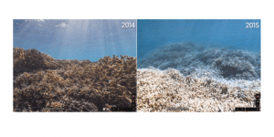 
    Google montre les fonds marins, on voit la mort des coraux  