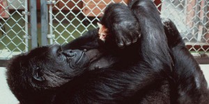 
    Une conversation avec Koko, la femelle gorille  