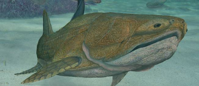 Évolution : Entelognathus, le petit poisson préhistorique qui change tout