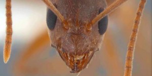 La fourmi ninja esclavagiste : petite, mais agressive