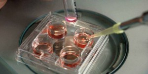 Des cellules souches embryonnaires d'individus adultes obtenues par clonage