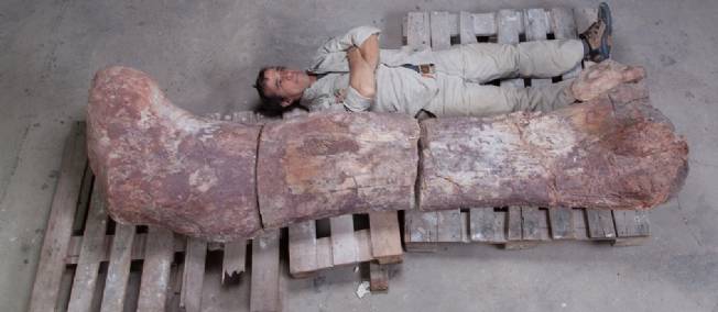 Des Argentins découvrent le plus grand dinosaure du monde
