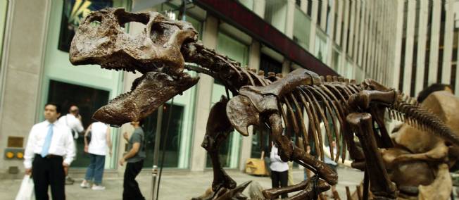 Russie : des paléontologues découvrent deux squelettes de dinosaures