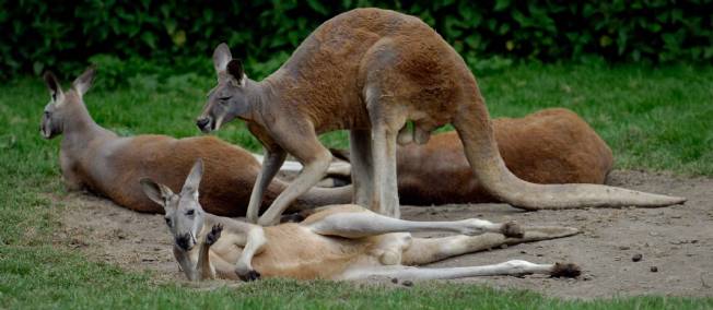 C'est officiel, les kangourous ont 5 pattes !