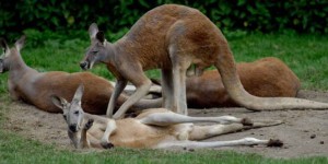 C'est officiel, les kangourous ont 5 pattes !