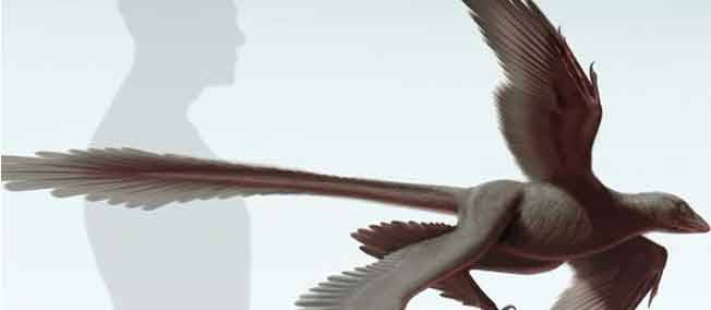 Un nouveau dinosaure chinois doté d'une longue queue à plumes