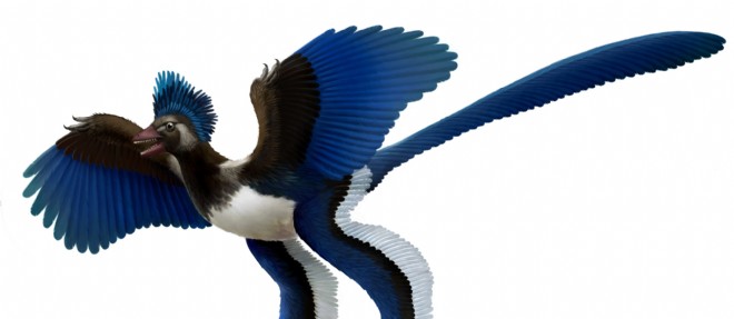 Un big-bang des oiseaux après l'extinction des dinosaures !