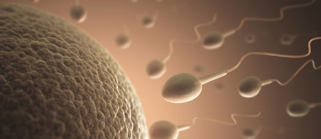 Des ovules et du sperme artificiels créés à partir de cellules de la peau