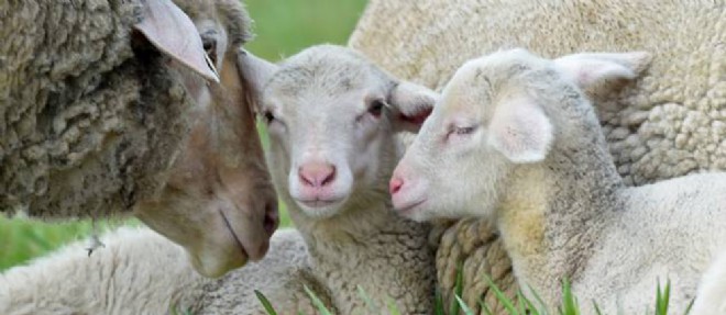 Tremblante du mouton : crainte autour d'une possible transmission à l'humain