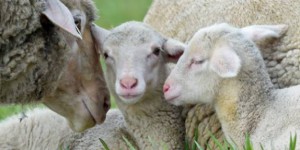 Tremblante du mouton : crainte autour d'une possible transmission à l'humain