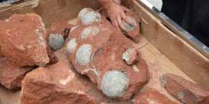Chine : des dizaines d'oeufs de dinosaures retrouvés sur un chantier