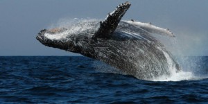 Au Japon, la chasse 'scientifique' à la baleine sous le microscope