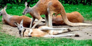 Les kangourous sont le plus souvent gauchers