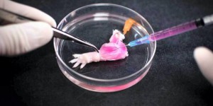 Voici la première patte de rat cultivée en laboratoire !
