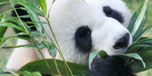 Le panda, carnivore refoulé, s'accommode du bambou grâce à sa lenteur
