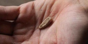 Pyrénées-Orientales : une dent humaine vieille de 560 000 ans !