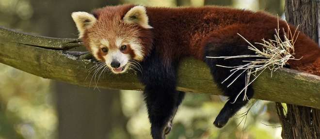 Alerte : l'adorable panda roux est en danger !