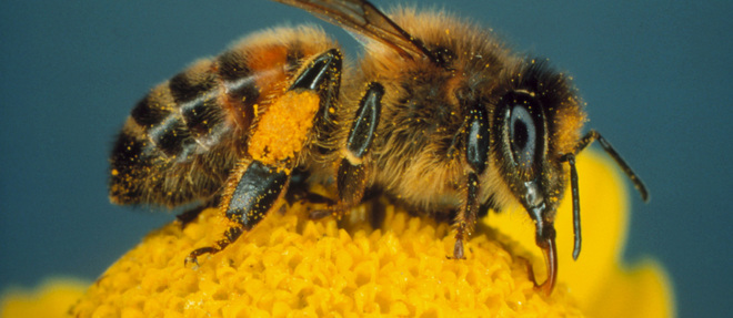SOS abeilles sauvages