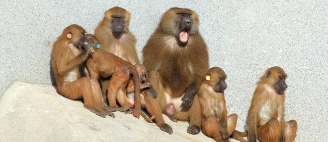 La démocratie  des babouins