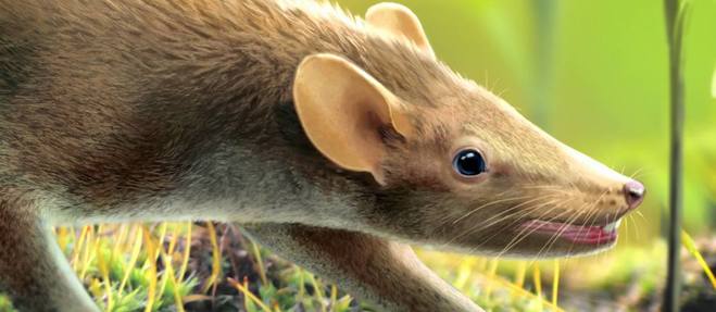 Un étrange mammifère préhistorique à épines découvert en Espagne