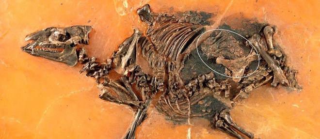 Un foetus d'équidé de 48 millions d'années découvert en Allemagne