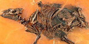 Un foetus d'équidé de 48 millions d'années découvert en Allemagne