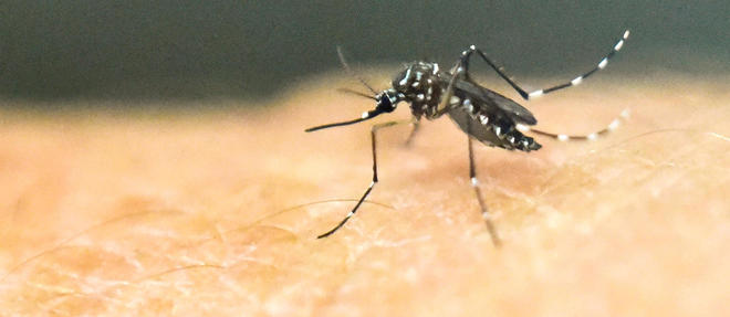 Faut-il avoir peur du virus Zika ?