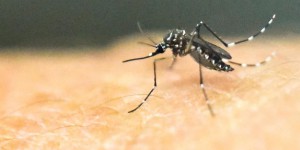 Faut-il avoir peur du virus Zika ?